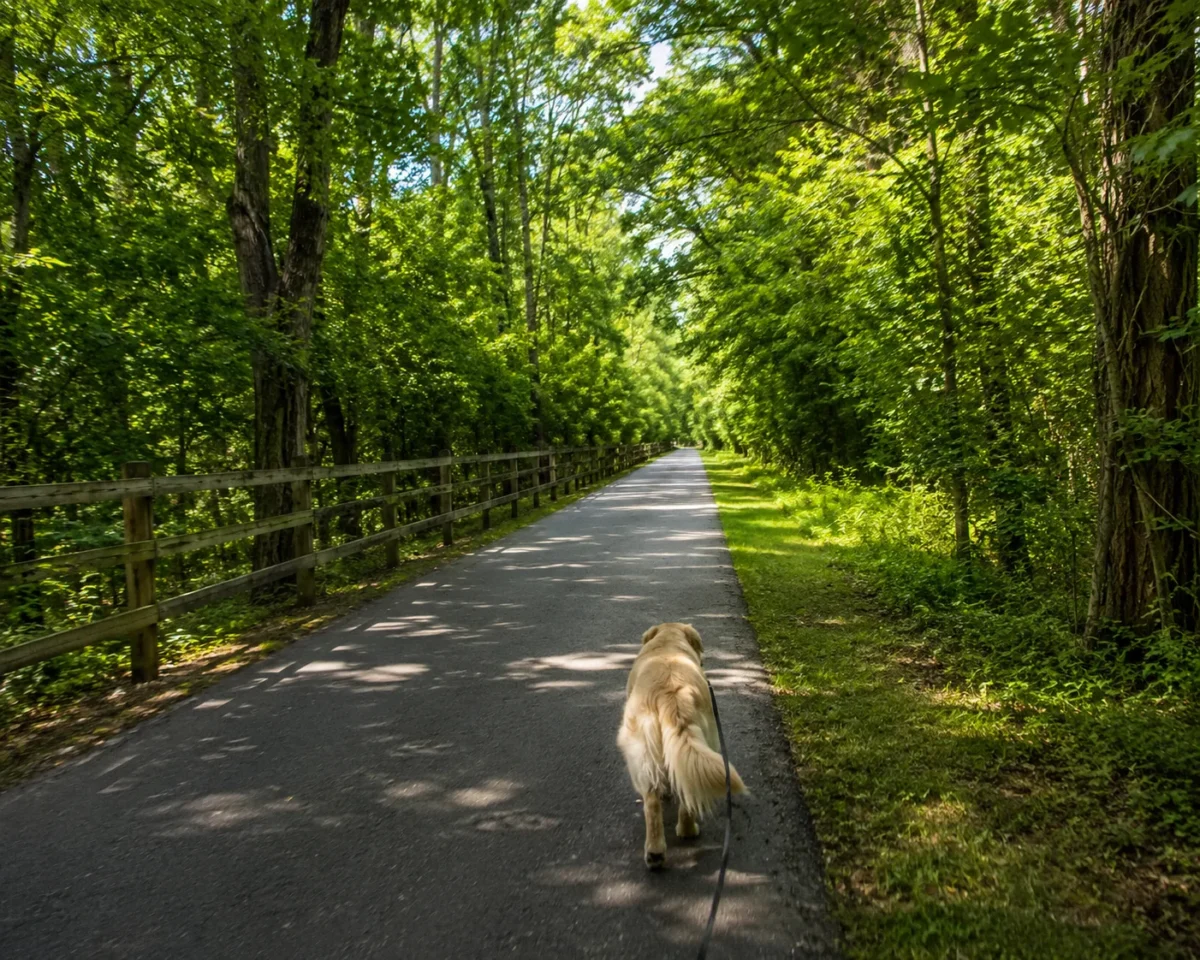 A paved trail running through a green tunnel of trees